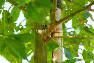 Laburnum anagyroides hochstamm 10/12