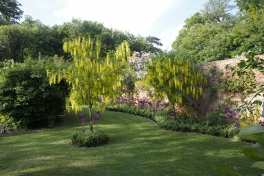 Laburnum anagyroides hochstamm 10/12