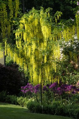 Laburnum anagyroides hochstamm 10/12