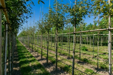 Laburnum anagyroides hochstamm 10/12