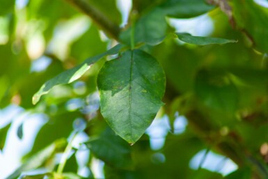 Laburnum anagyroides hochstamm 10/12