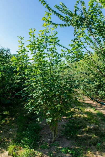 Laburnum anagyroides mehrstämmig 200-250