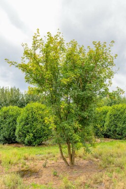 Laburnum anagyroides mehrstämmig