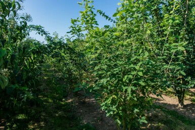 Laburnum anagyroides mehrstämmig 200-250