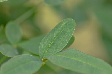 Laburnum anagyroides mehrstämmig 200-250