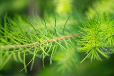 Larix decidua hochstamm 10/12