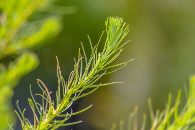 Larix decidua hochstamm 10/12