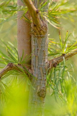 Larix decidua hochstamm 10/12