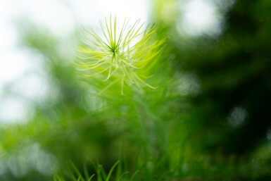 Larix decidua hochstamm 10/12