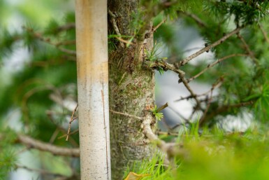 Larix decidua hochstamm 10/12