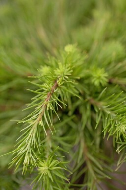 Larix kaempferi