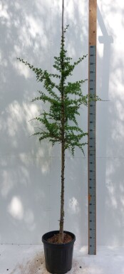 Larix kaempferi hochstamm