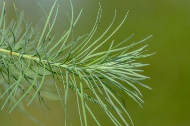 Larix kaempferi hochstamm