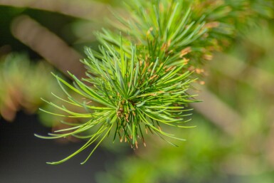 Larix kaempferi hochstamm 8/10