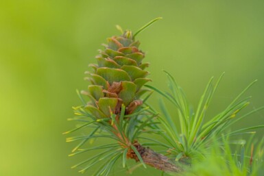 Larix kaempferi hochstamm 8/10