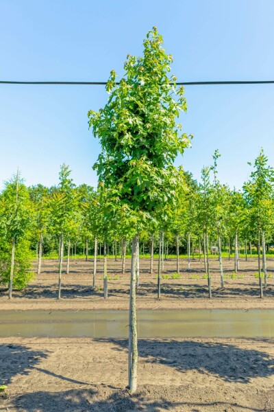 Liquidambar styraciflua hochstamm 8/10