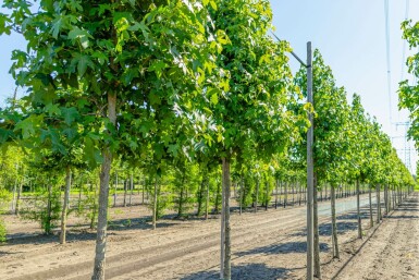 Liquidambar styraciflua hochstamm 8/10