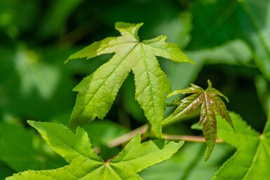 Liquidambar styraciflua hochstamm 8/10