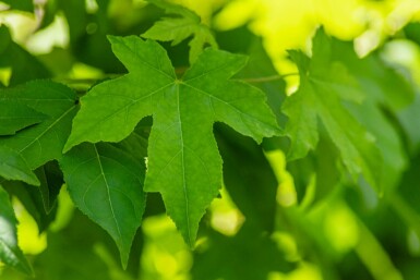 Liquidambar styraciflua hochstamm 8/10