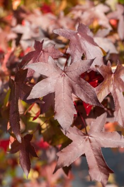 Liquidambar styraciflua hochstamm 8/10