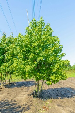 Liquidambar styraciflua mehrstämmig