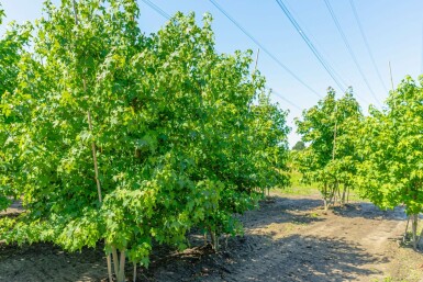 Liquidambar styraciflua mehrstämmig