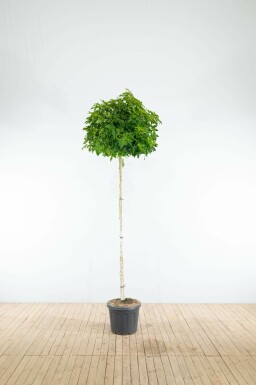 Liquidambar styraciflua 'Gum Ball' kugelförmig 6/8 225cm Stamm