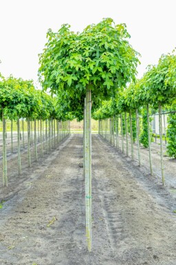 Liquidambar styraciflua 'Gum Ball' kugelförmig 6/8 225cm Stamm