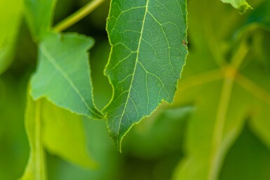 Liquidambar styraciflua 'Gum Ball' kugelförmig 6/8 225cm Stamm