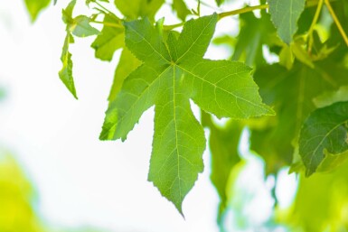 Liquidambar styraciflua 'Gum Ball' kugelförmig 6/8 225cm Stamm