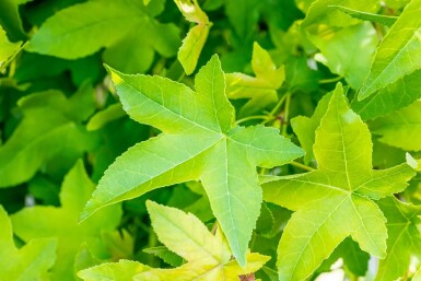 Liquidambar styraciflua 'Gum Ball' kugelförmig 6/8 225cm Stamm