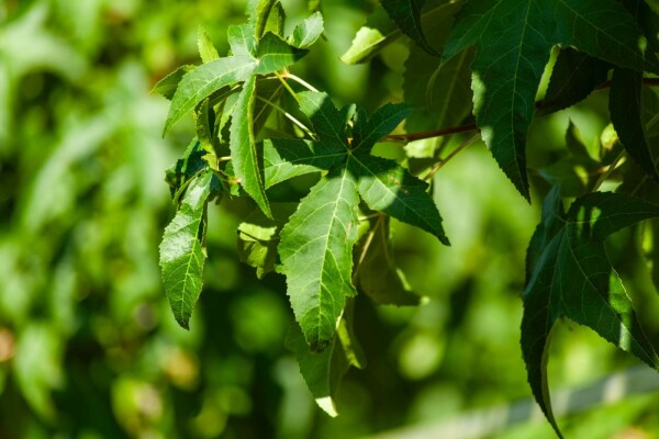 Liquidambar styraciflua 'Lane Roberts'