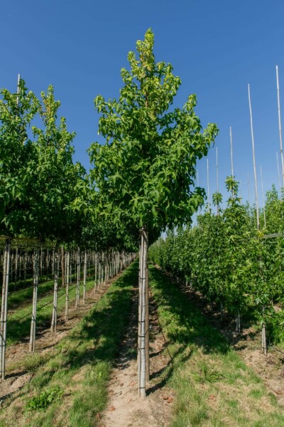 Liquidambar styraciflua 'Lane Roberts' hochstamm 12/14