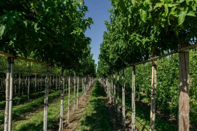 Liquidambar styraciflua 'Lane Roberts' hochstamm 12/14