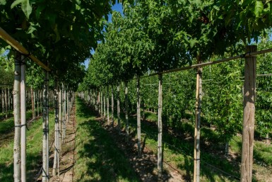 Liquidambar styraciflua 'Lane Roberts' hochstamm 12/14