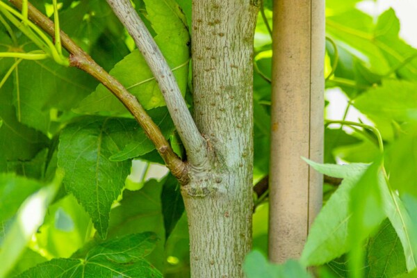 Liquidambar styraciflua 'Slender Silhouette'