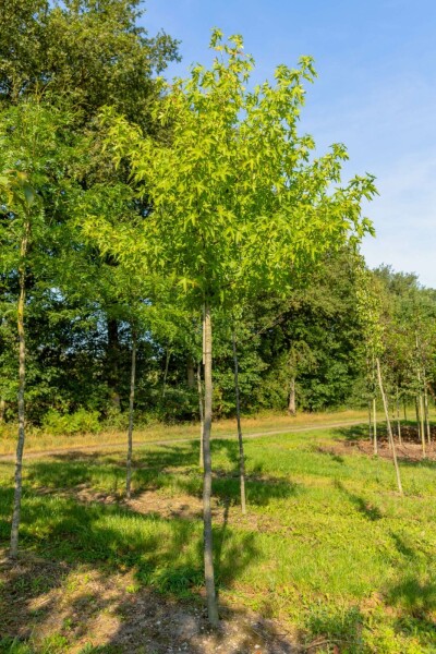 Liquidambar styraciflua 'Slender Silhouette' hochstamm 10/12