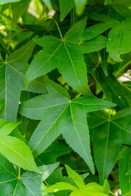 Liquidambar styraciflua 'Slender Silhouette' hochstamm 10/12