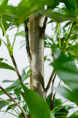 Liquidambar styraciflua 'Slender Silhouette' hochstamm 10/12