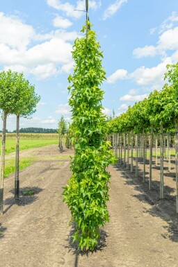 Liquidambar styraciflua 'Slender Silhouette' stammbusch