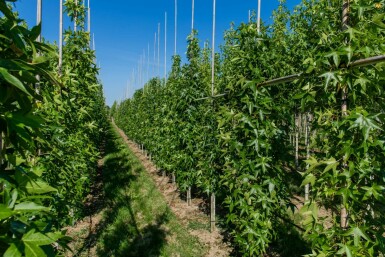 Liquidambar styraciflua 'Slender Silhouette' stammbusch 4-6