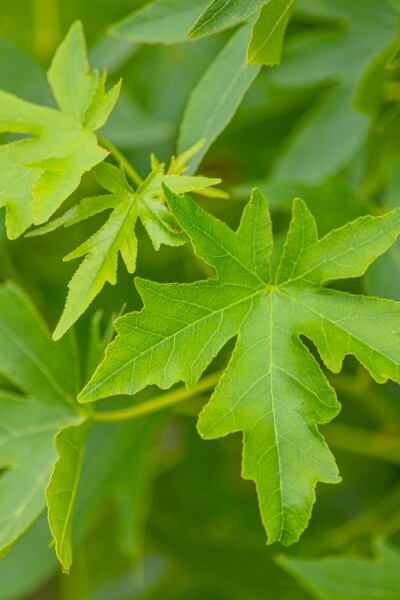 Liquidambar styraciflua 'Worplesdon'