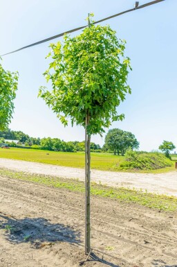 Liquidambar styraciflua 'Worplesdon' hochstamm 6/8