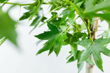 Liquidambar styraciflua 'Worplesdon' hochstamm 6/8