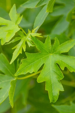 Liquidambar styraciflua 'Worplesdon' hochstamm 6/8