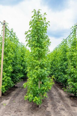 Liquidambar styraciflua 'Worplesdon' stammbusch 6-8