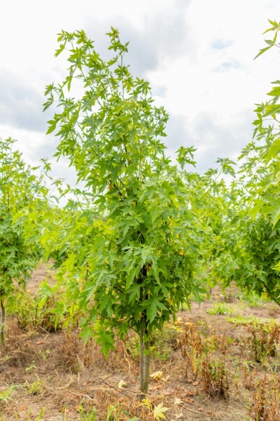 Liquidambar styraciflua 'Worplesdon' mehrstämmig 200-250