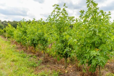 Liquidambar styraciflua 'Worplesdon' mehrstämmig