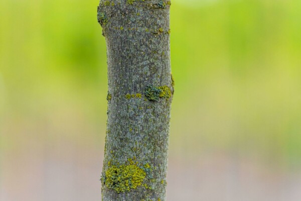 Liriodendron tulipifera