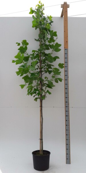 Liriodendron tulipifera hochstamm 10/12